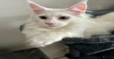 Maine Coon cats - Advert 14
