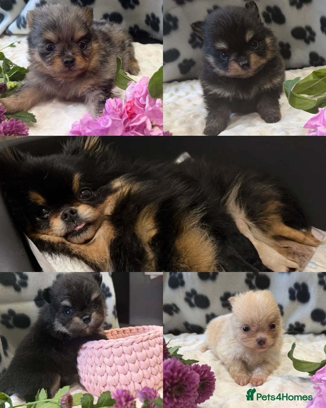 Pomeranian dogs for sale: Beautiful, Small and Joyful Pomeranian Puppies ❤️ - Advert 1