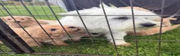 Westiepoo dogs for sale: Toy WESTIE-POO Puppies (West Highland x Toy Poodle - Advert 8