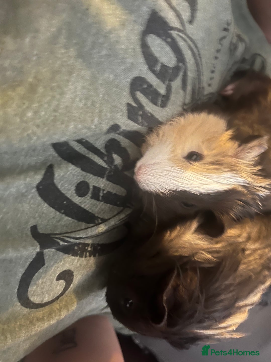 Guinea Pig rodents for sale: 4 guinea pigs - Image 7