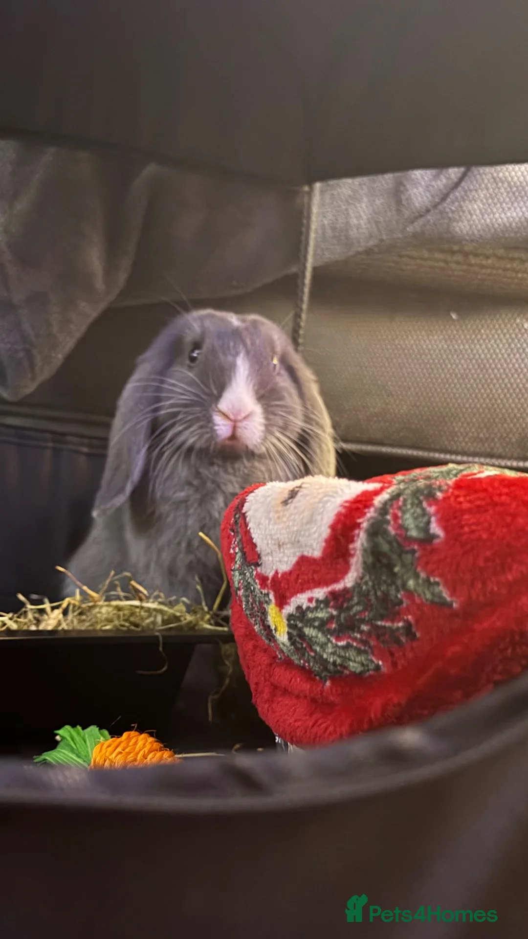 Mini Lop rabbits for sale: Mini lop bunny  in Bournemouth - Advert 4