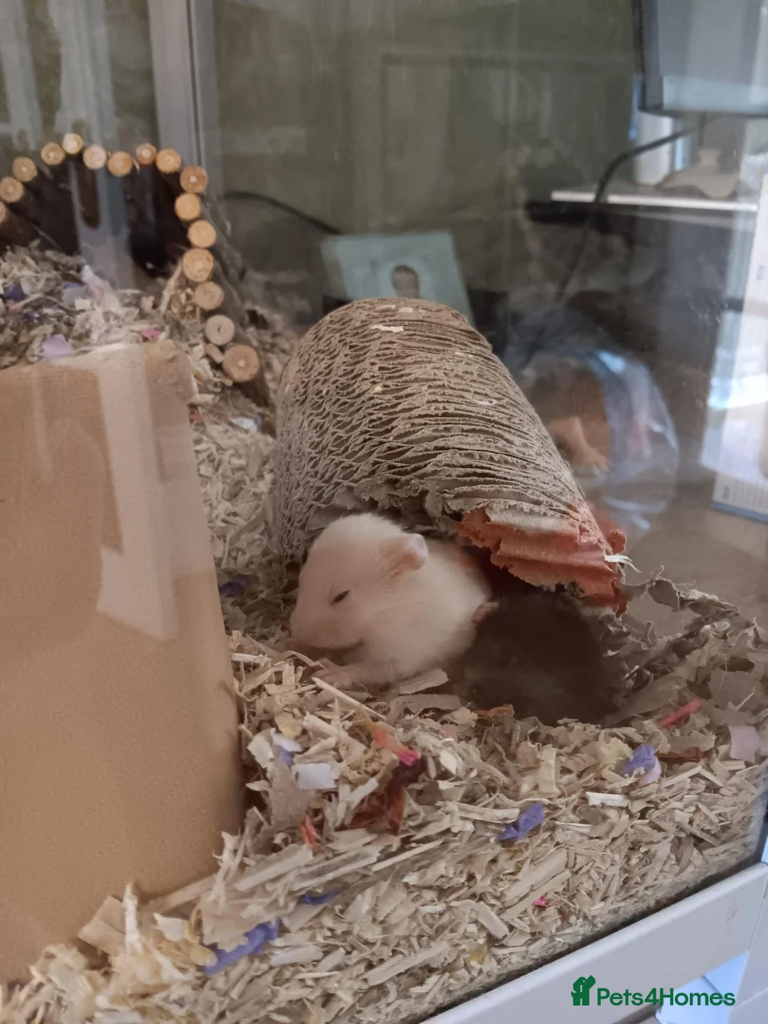 Hamster rodents for sale: Beautiful Syrian hamster babies - Advert 2