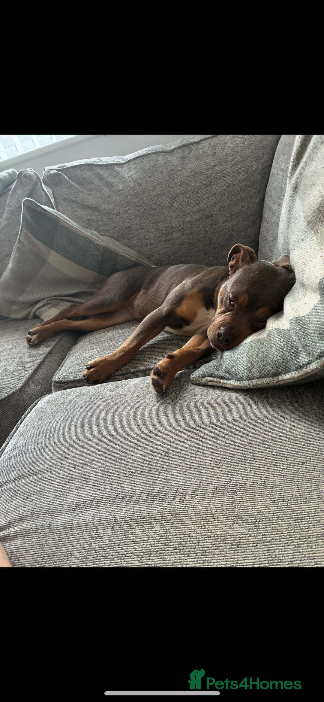 Mixed Breed dogs for sale: 11 month Old Bulldog/Cane Corso Mix - Advert 3