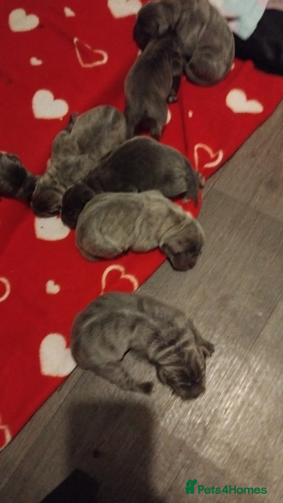 Cane Corso dogs for sale: Cane corso puppys 4 boys 4 girls abkc - Advert 2