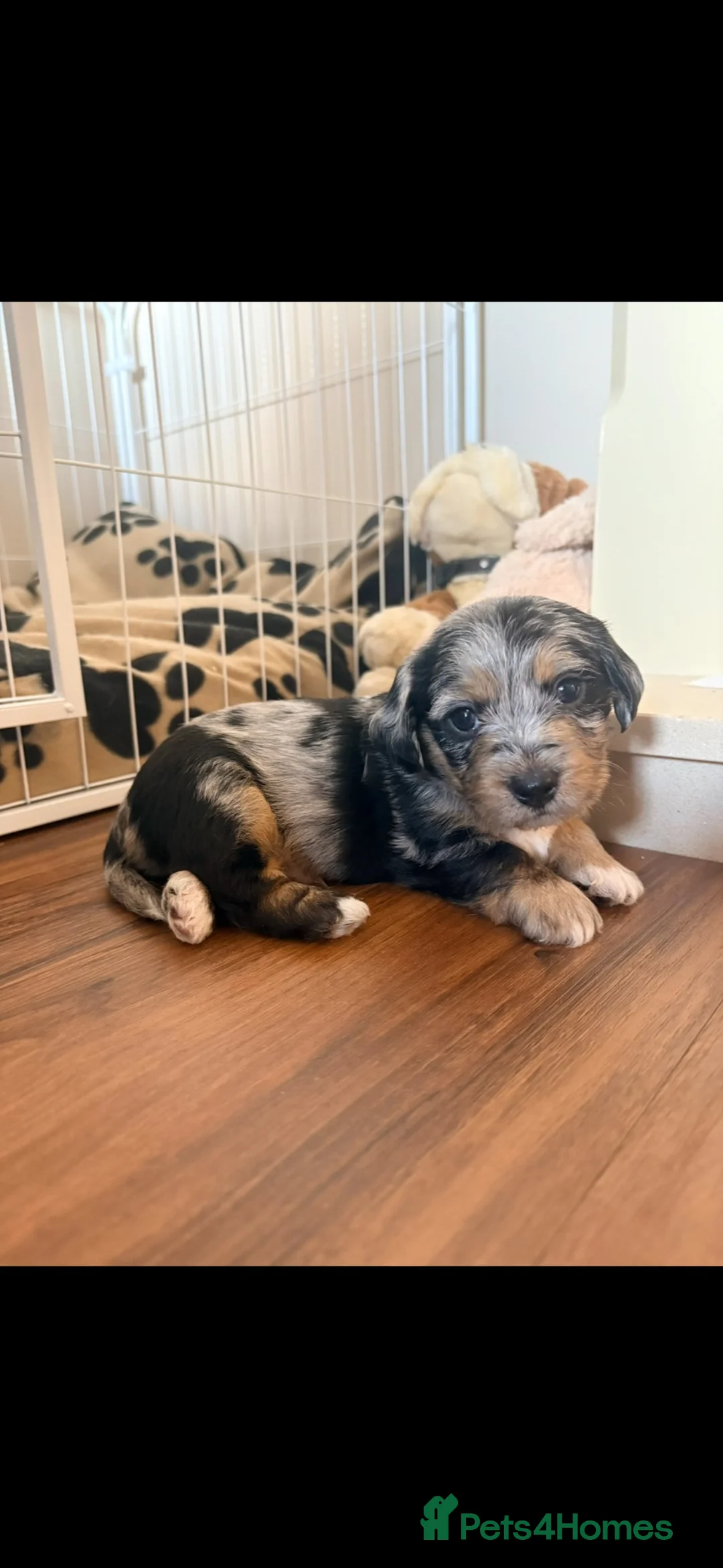 Mixed Breed dogs for sale: Doxie chon puppies 1 girl 2 boys  - Advert 2