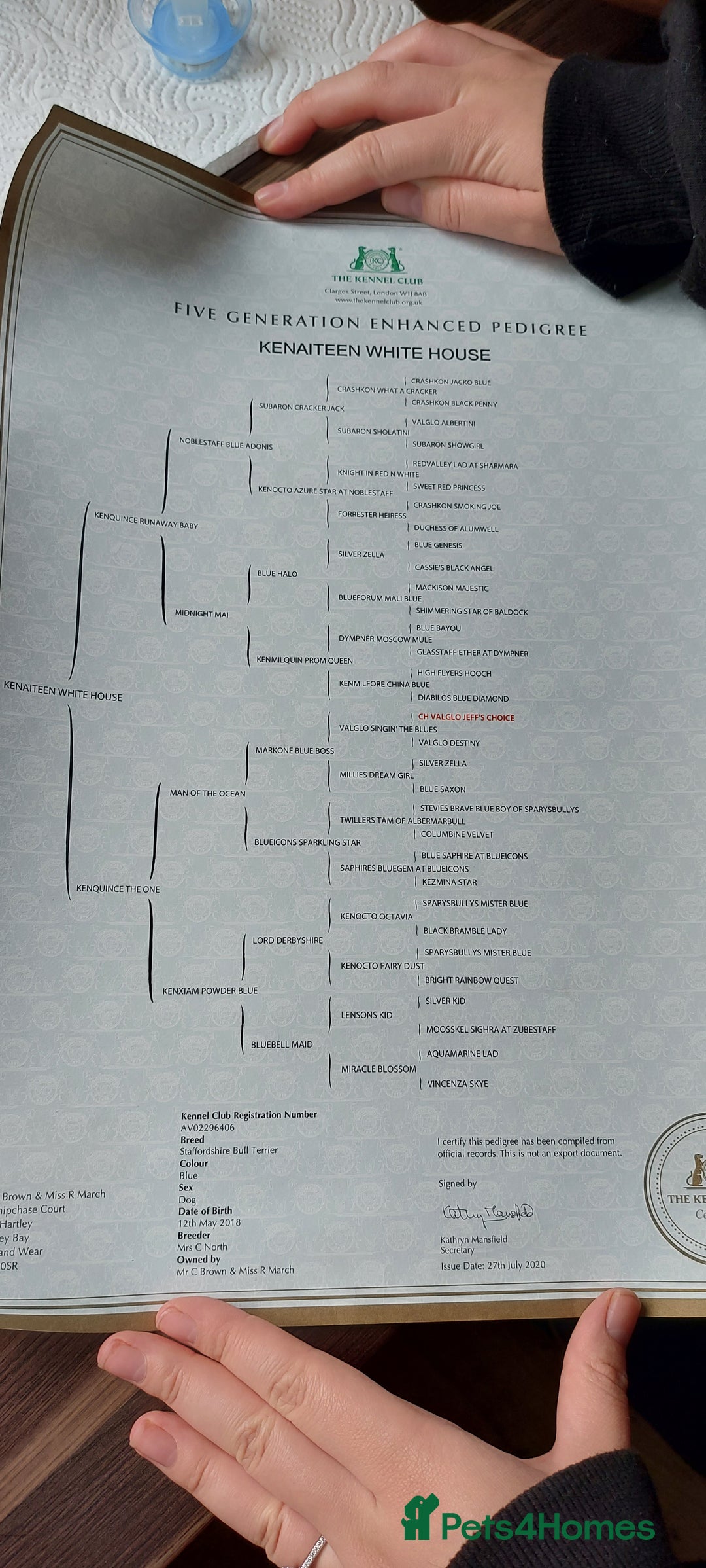 Staffordshire Bull Terrier dogs for stud: Proven KC Blue Boy For Stud in Whitley Bay - Advert 6