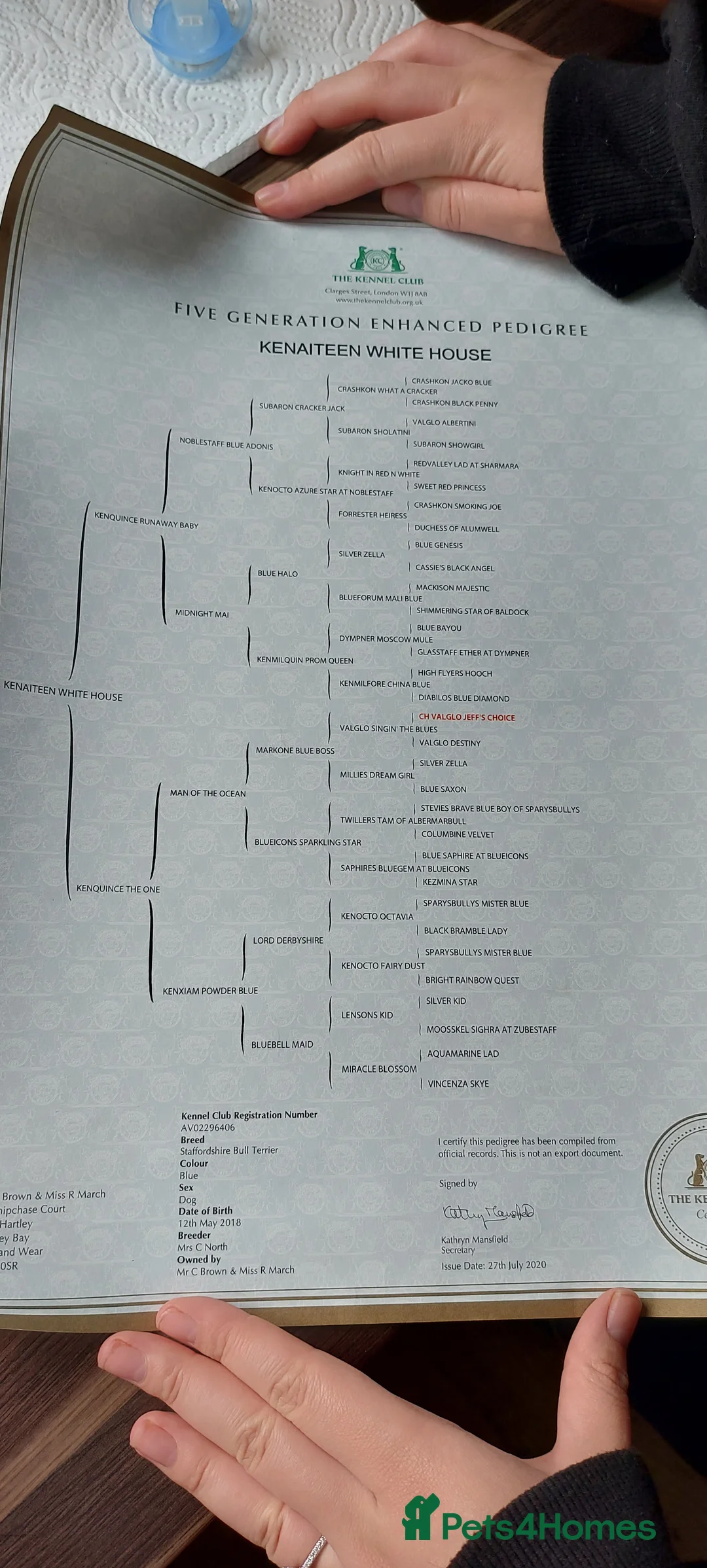 Staffordshire Bull Terrier dogs for stud: Proven KC Blue Boy For Stud in Whitley Bay - Advert 6