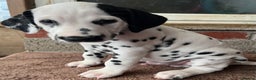 Dalmatian dogs for sale: Stunning Dalmatian puppies KC reg show winners - Advert 25
