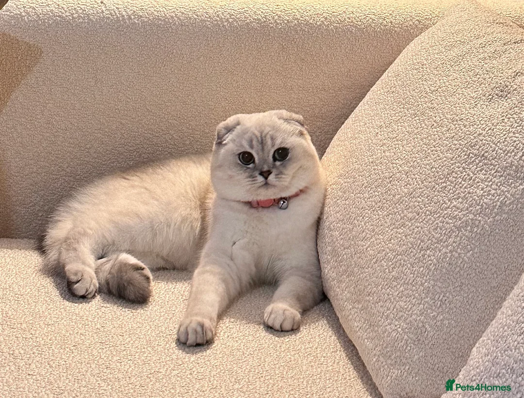 Scottish Fold cats for sale: Beautiful Scottish fold  - Advert 2