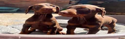 Dobermann dogs for sale: KC Dobermann pups  - Advert 10