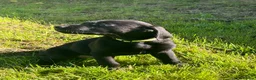 Labrador Retriever dogs for sale: Gorgeous Labrador Boy Puppy Last one in Newton Abbot - Advert 2