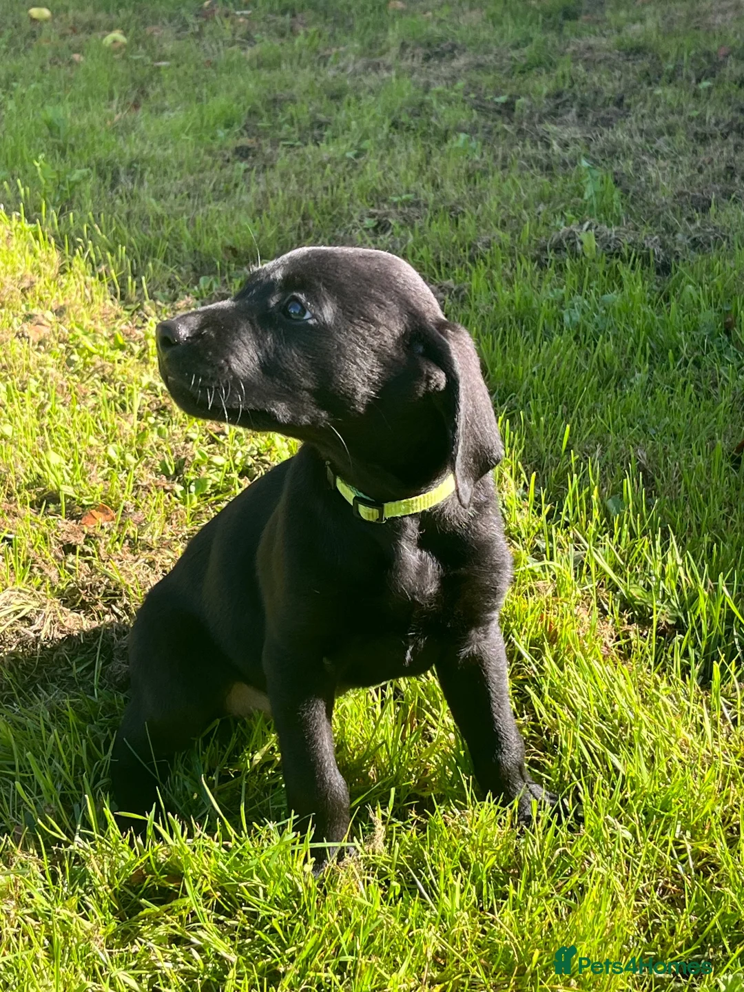 Labrador Retriever dogs for sale: Gorgeous Labrador Boy Puppy Last one in Newton Abbot - Advert 2