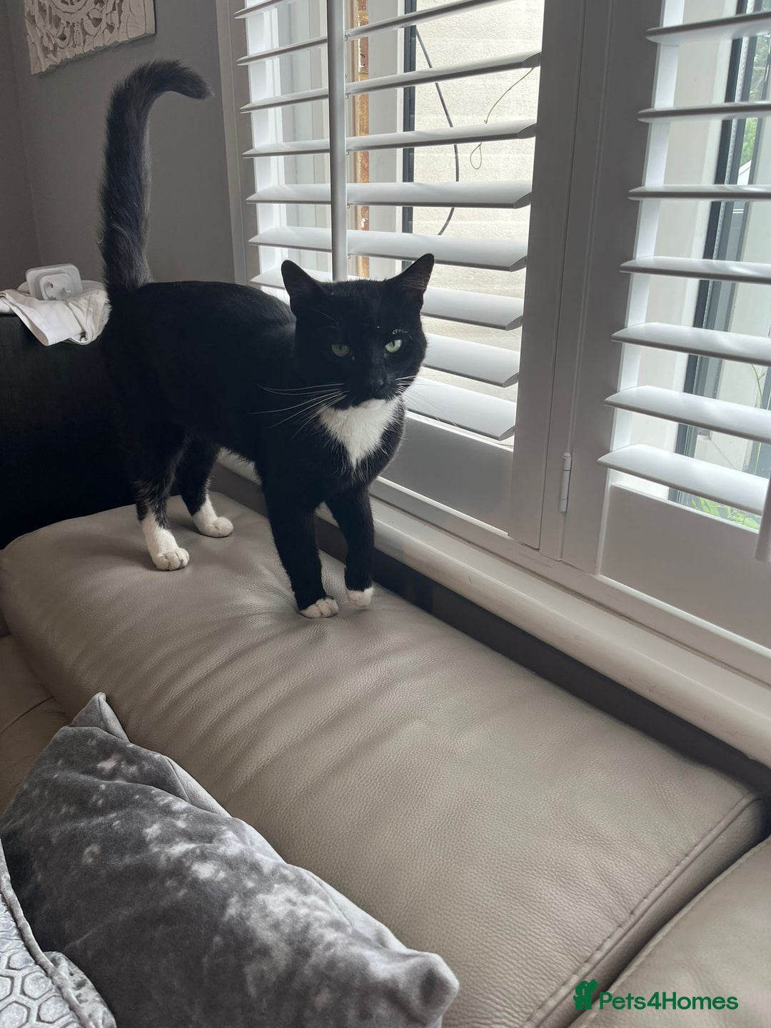 British Shorthair cats for sale: Male Cat for sale!  - Image 6