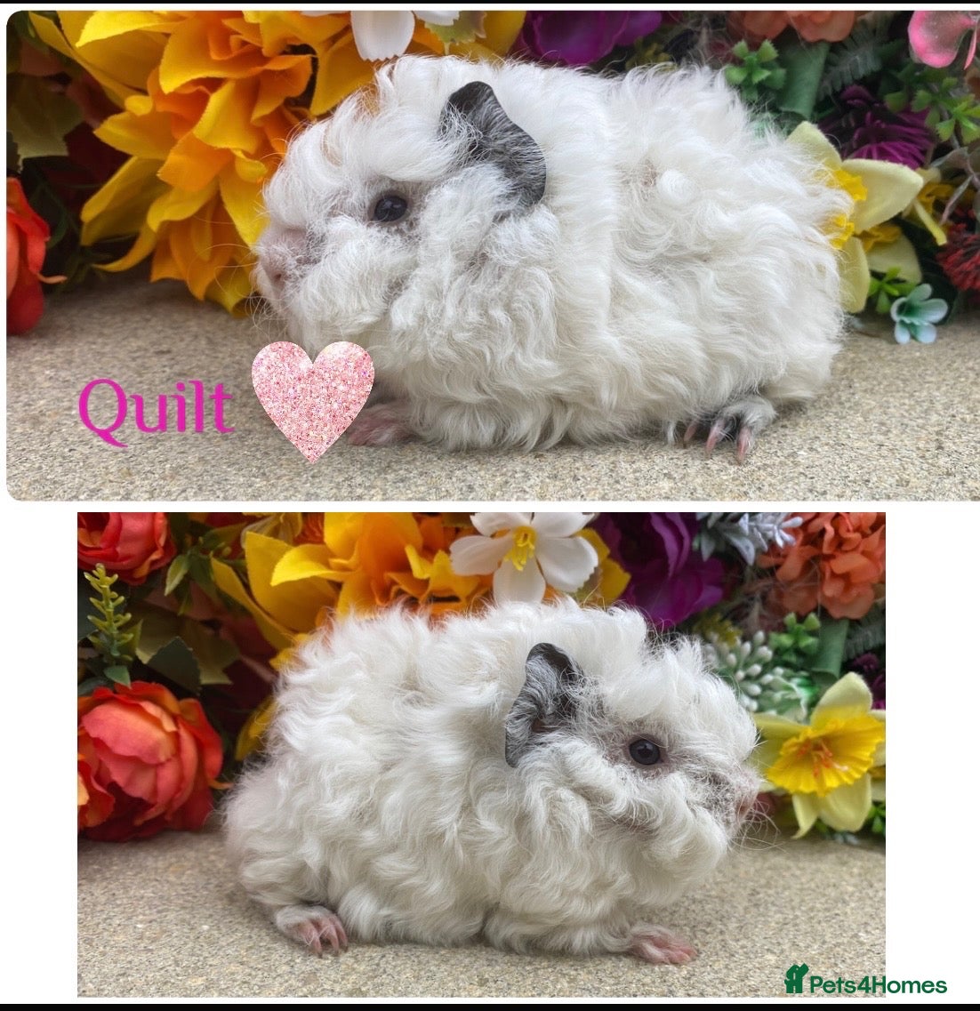 Guinea Pig rodents Pedigree Lunkarya/Blue/ Dalmation Guinea pigs  - Advert 1