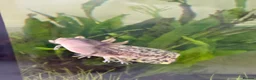 Axolotl reptiles for sale: Axolotl Babies for Sale – Healthy, Home Bred - Advert 10