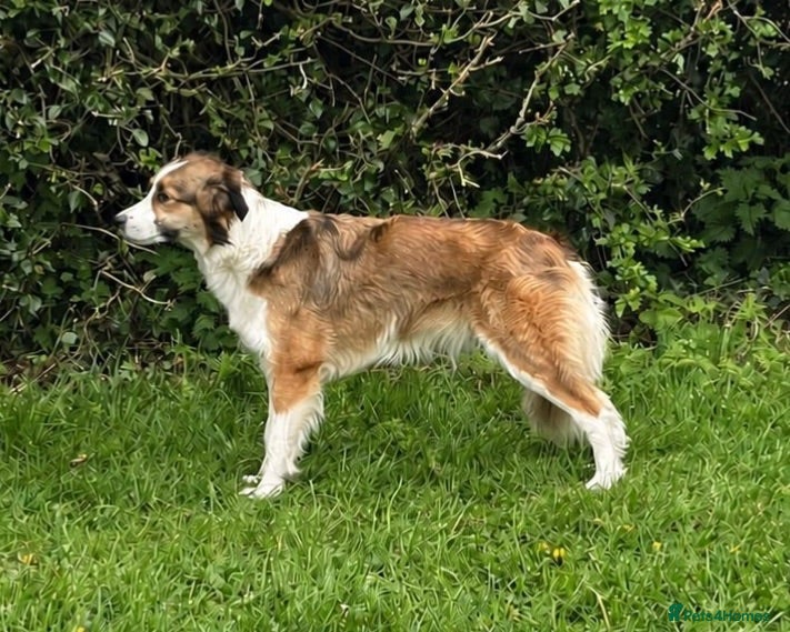 Border Collie dogs Fully Health Tested, KC registered puppies due - Advert 2
