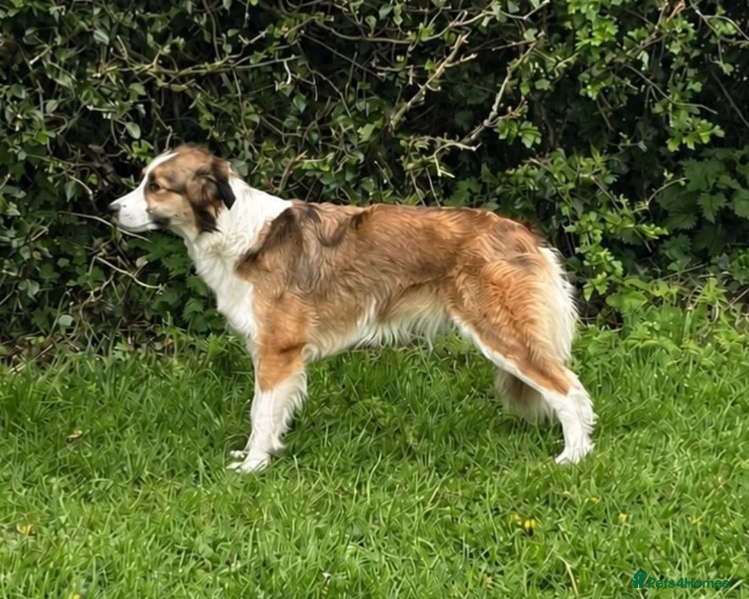 Border Collie dogs for sale: Fully Health Tested, KC registered puppies due in London - Advert 2