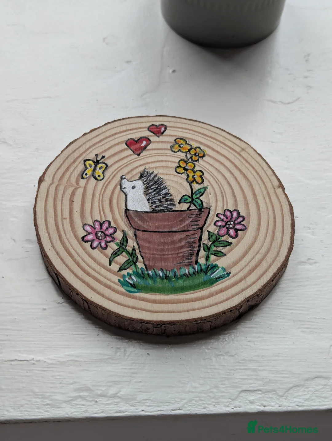 Pygmy Hedgehog rodents for sale: Beautiful Hoglets Ready for 5* Homes - Advert 12