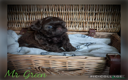 Shih Tzu dogs for sale: Stunning KC chocolate imperial Shihtzu puppies - Image 30
