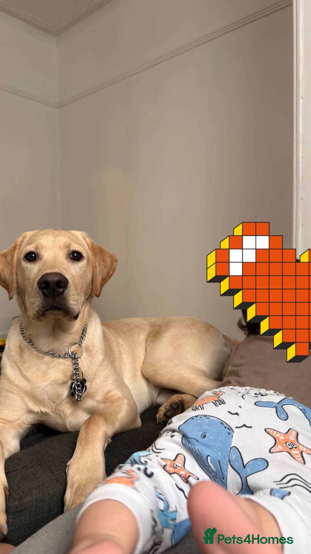 Labrador Retriever dogs for sale: Labrador Retriever  - Advert 2