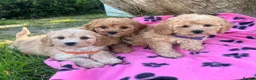Cavapoochon dogs for sale: Cavapoochon girl puppies  - Advert 6
