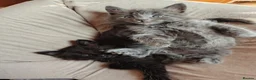 Mixed Breed cats for sale: 4 Fluffy domestic longhair kittens in Maidenhead - Advert 7