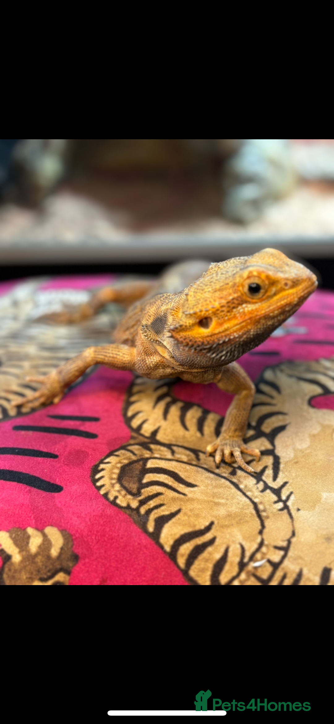 Bearded Dragon reptiles for sale: Citrus lather back male bearded dragon - Advert 1