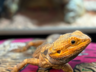 Bearded Dragon reptiles Citrus lather back male bearded dragon - Advert 7