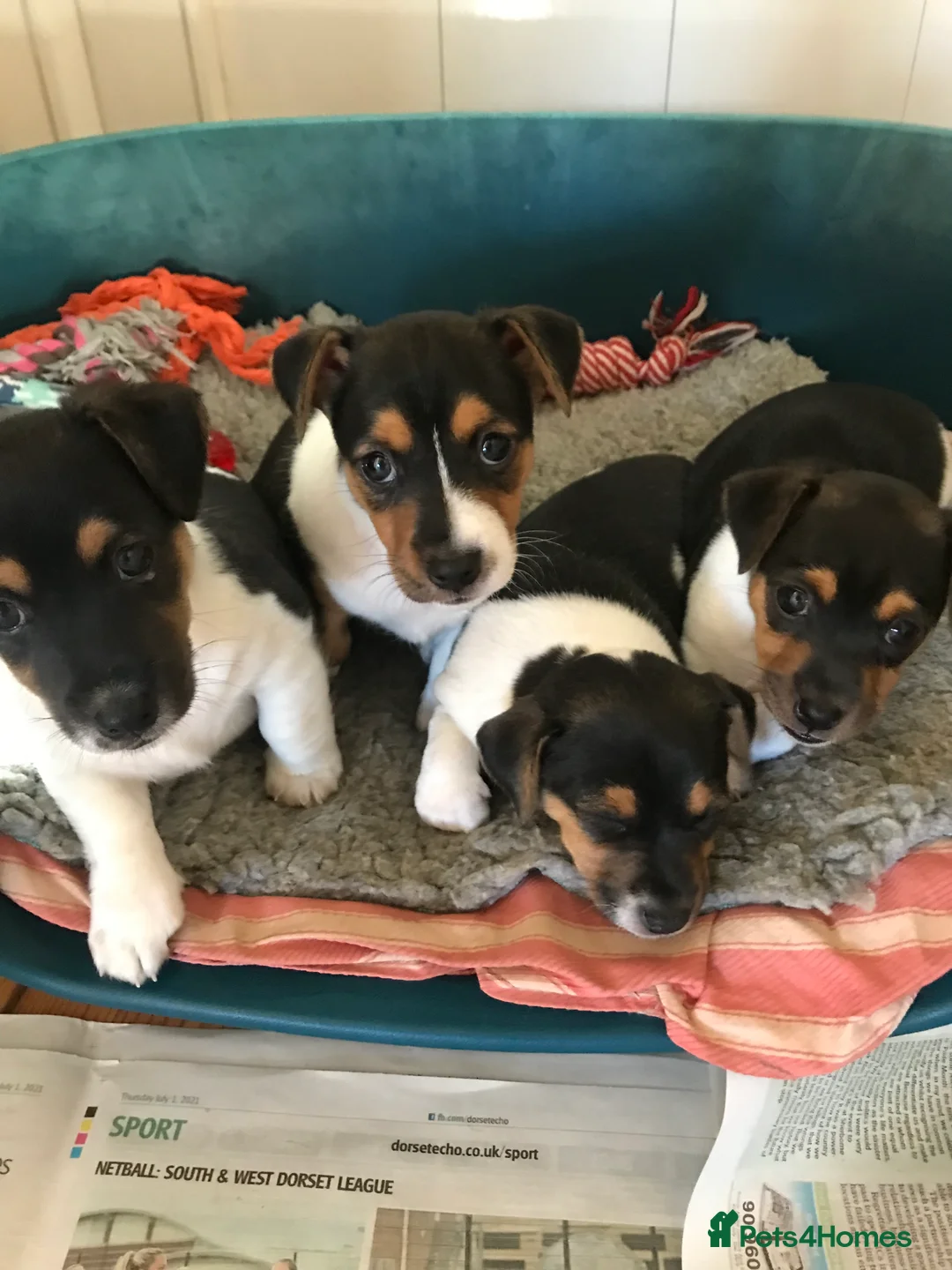 Jack Russell dogs for stud: Proven miniature Jack Russell stud in Winkleigh - Advert 15