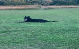 German Shepherd dogs for sale: German Shepherd Puppies - exceptional bloodline  - Image 3