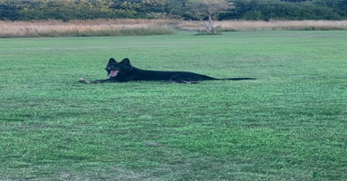 German Shepherd dogs - Advert 6