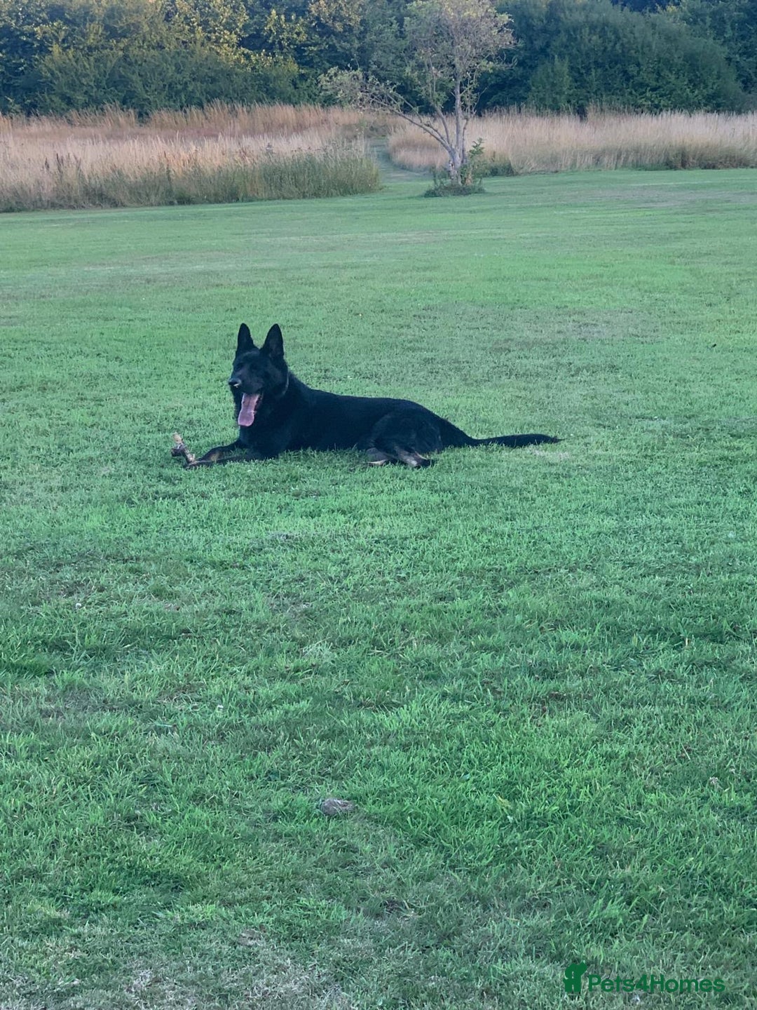 German Shepherd dogs for sale: German Shepherd Puppies - exceptional bloodline  - Image 3