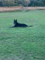 German Shepherd dogs - Advert 6