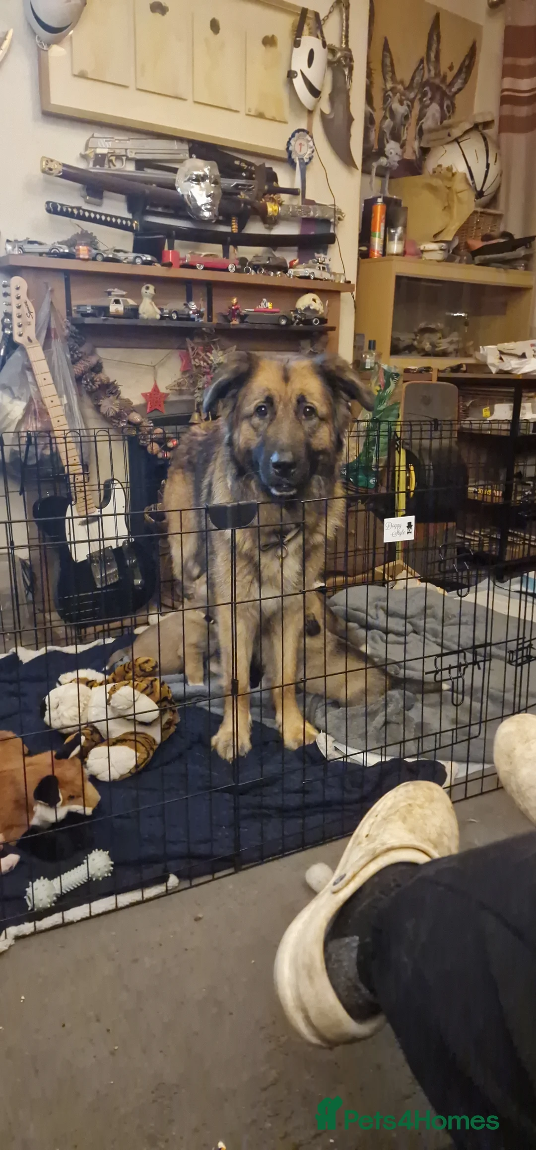 Mixed Breed dogs for sale: Caucasian Shepsky puppies for sale. - Advert 12