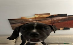Mixed Breed dogs for sale: Cane corso x staff puppies  - Image 23