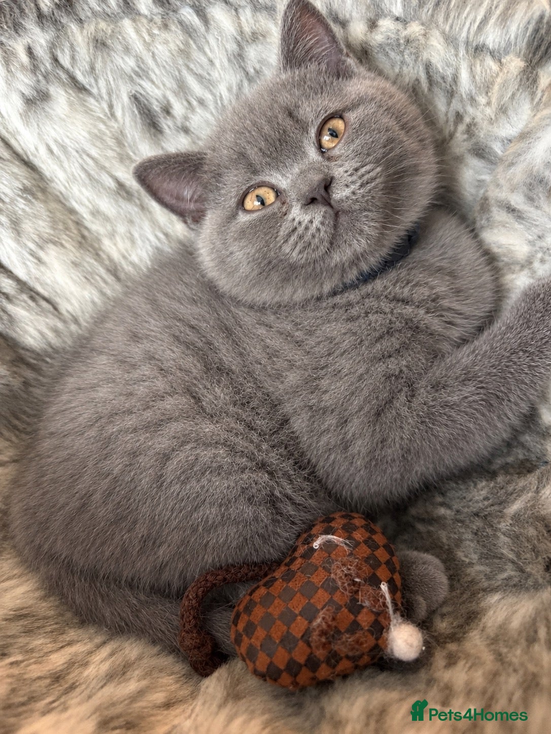 British Shorthair cats GCCF and TICA Registered British Shorthair Kittens - Advert 2
