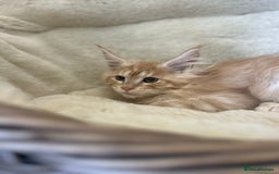 Maine Coon cats for sale: Stunning Mainecoon kittens  - Image 5
