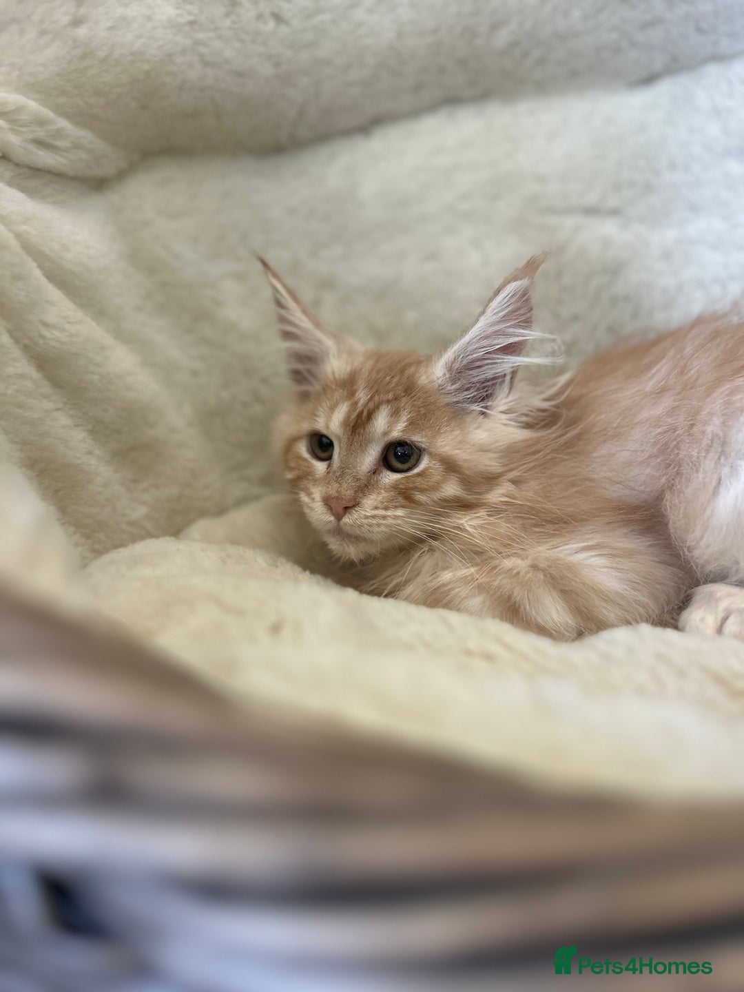 Maine Coon cats for sale: Stunning Mainecoon kittens  - Image 5