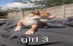 English Bull Terrier dogs for sale: Working line English bull terriers  - Image 7