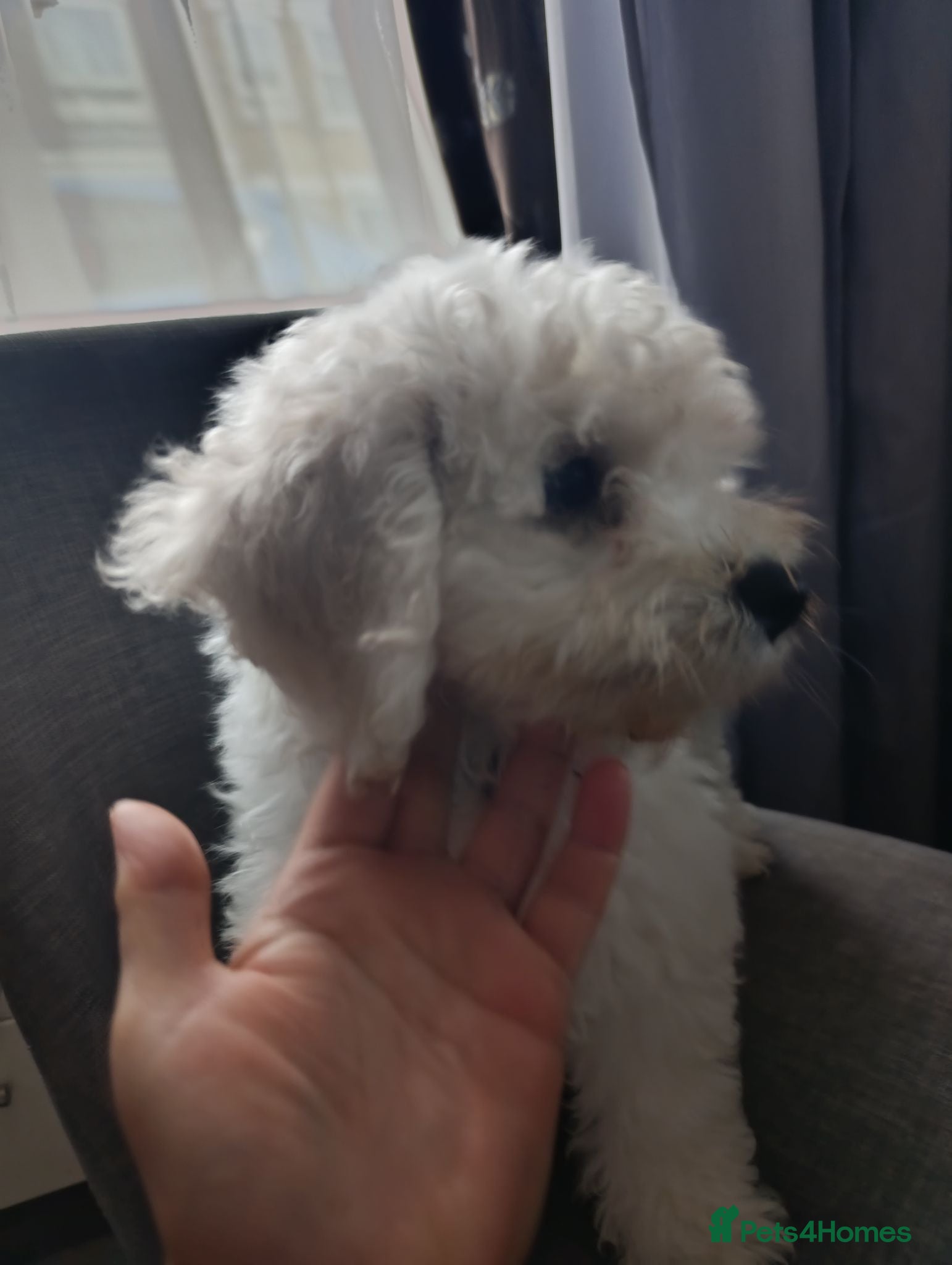 Bichon Frise dogs Bishon frise - Advert 1