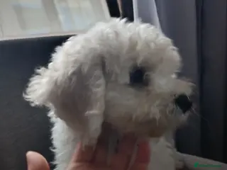 Bichon Frise dogs Bishon frise - Advert 1