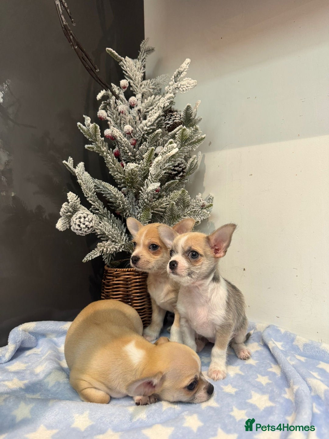 Chihuahua dogs for sale: Chihuahua  - Advert 4