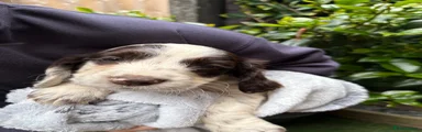 English Springer Spaniel 8