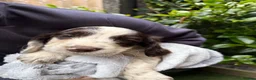 English Springer Spaniel dogs for sale: English Springer Spaniel Puppies - Advert 17