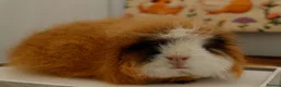Guinea Pig rodents for sale: Pedigree Swiss Father + Son - Advert 4