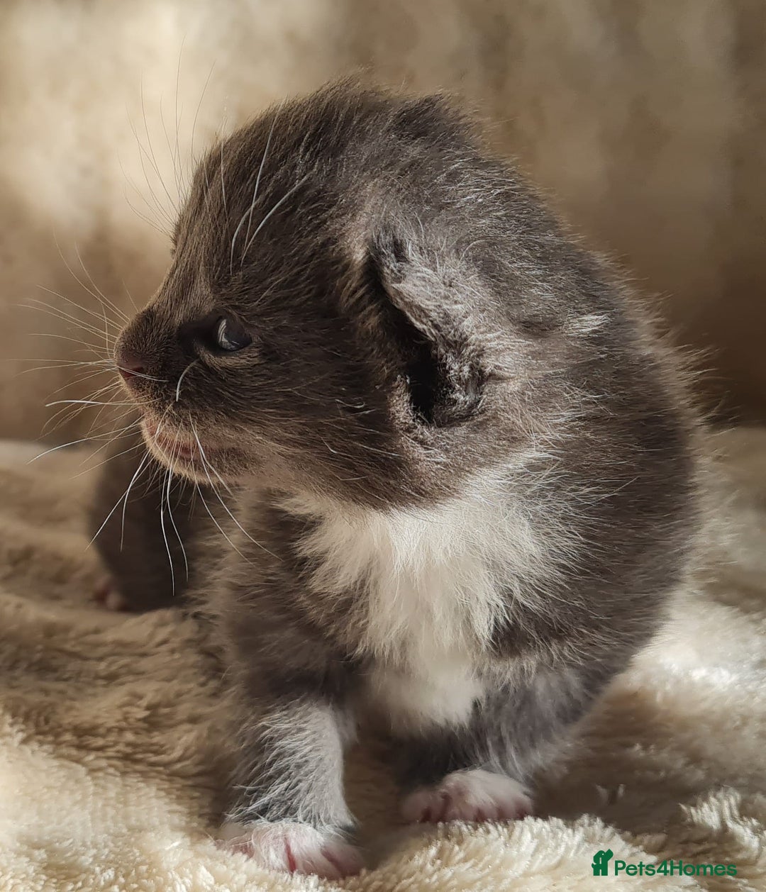 Maine Coon cats for sale: MAINE COONE KITTENS POLYDACTYL&NON POLYDACTYL   - Advert 20