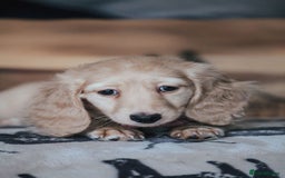Miniature Dachshund dogs for sale: CREAM MINIATURE DACHSHUNDS CHAMPION PEDIGREE  - Image 15