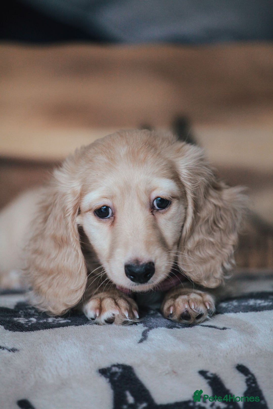 Miniature Dachshund dogs for sale: CREAM MINIATURE DACHSHUNDS CHAMPION PEDIGREE  - Image 15