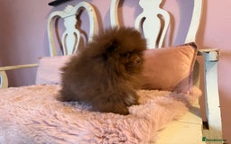 Pomeranian dogs for sale: Quality Chocolate Small Chocolate Teddy Bear - Image 2