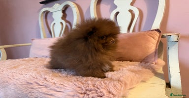 Pomeranian dogs - Advert 6